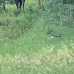 Meet your Posher, Fanny